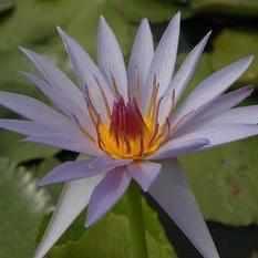 Nymphaea 'Blue Star' Tropical Day Blooming Lily (Bare Root) - Play It Koi