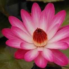 Nymphaea 'Catherine Marie' Night Blooming Tropical Lily (Bare Root) - Play It Koi