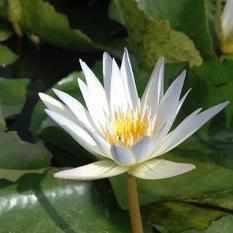 Nymphaea 'Charles Thomas' - Light Blue Day Blooming Tropical Waterlily (Bare Root) - Play It Koi