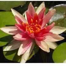 Nymphaea 'Charlie's Choice' Hardy Lily (Bare Root) - Play It Koi
