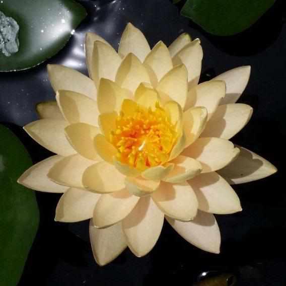 Nymphaea 'Clyde Ikin's' Double Peach Hardy Lily (Bare Root) - Play It Koi