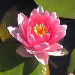 Nymphaea 'Conqueror' Red Hardy Lily (Bare Root) - Play It Koi