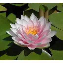 Nymphaea 'Darwin' (Hollandia) - Double Pink Hardy Lily (Potted) - Play It Koi