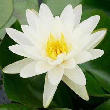 Nymphaea 'Denver' - Creamy White with Yellow Hardy Lily (Bare Root) - Play It Koi