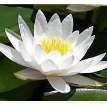 Nymphaea 'Hermine' White Hardy Lily (Bare Root) - Play It Koi