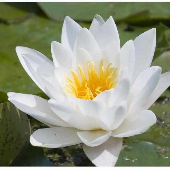 Nymphaea 'Hermine' White Hardy Lily (Bare Root) - Play It Koi