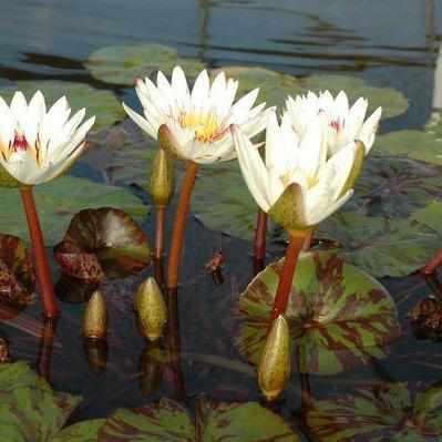 Nymphaea 'Innocence' Tropical Day Blooming Lily (Bare Root) - Play It Koi