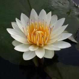 Nymphaea 'Josephine' - Compact White Tropical Waterlily (Bare Root) - Play It Koi