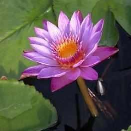 Nymphaea 'Lindsey Woods' Purple Day Blooming Tropical Lily (Bare Root) - Play It Koi