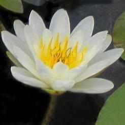 Nymphaea 'Marliac Albida' White Hardy Lily (Bare Root) - Play It Koi