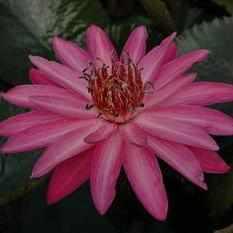Nymphaea 'Maroon Beauty' Night Blooming Tropical Lily (Bare Root) - Play It Koi
