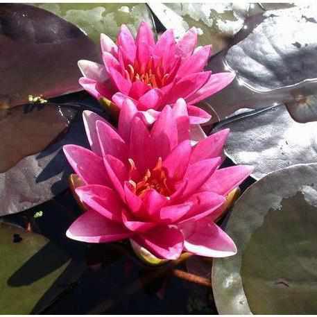 Nymphaea 'Meteor' (Aka Rembrandt) - Red Hardy Lily (Bare Root) - Play It Koi