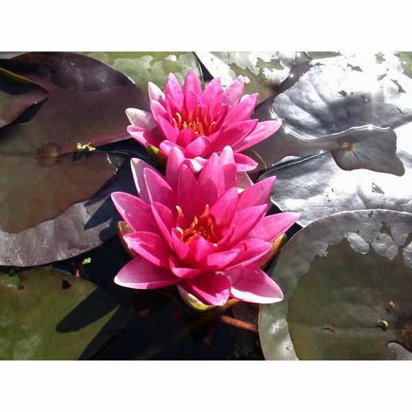 Nymphaea 'Meteor' (Aka Rembrandt) - Red Hardy Lily (Potted) - Play It Koi