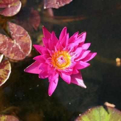Nymphaea 'Miami Rose' - Hot Pink - Day Blooming Waterlily (Bare Root) - Play It Koi