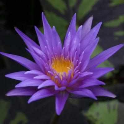 Nymphaea 'Midnight Serenade' Tropical Day Blooming Lily (Bare Root) - Play It Koi