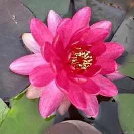 Nymphaea 'Perry's Baby' Red Hardy Lily (Bare Root) - Play It Koi