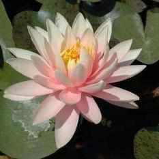 'Nymphaea 'Pink Grapefruit' - Pink and Yellow Hardy Lily (Bare Root) - Play It Koi