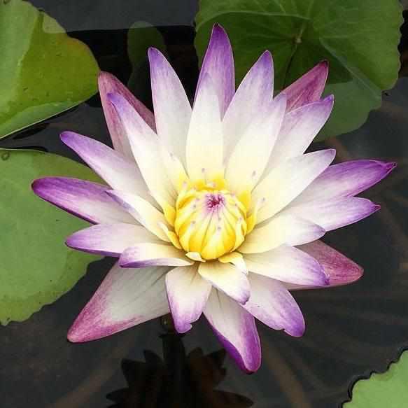 Nymphaea 'Purple Joy' Day Blooming Tropical Waterlily (Bare Root) - Play It Koi