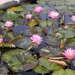 Nymphaea 'Queen of Siam' Tropical Day Blooming Lily (Bare Root) - Play It Koi