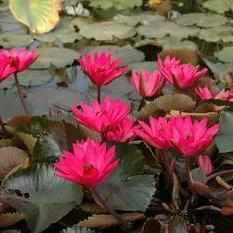 Nymphaea 'Red Cup' Night Blooming Tropical Lily (Bare Root) - Play It Koi