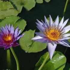Nymphaea 'Rhonda Kay' Tropical Day Blooming Lily (Bare Root) - Play It Koi