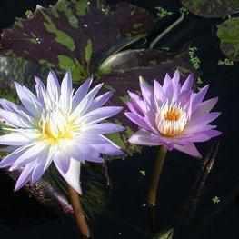 Nymphaea 'Star of Siam' Tropical Day Blooming Lily (Bare Root) - Play It Koi