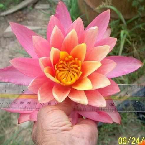 Nymphaea 'Sunfire' Pink-Yellow-Orange Hardy Lily (Bare Root) - Play It Koi