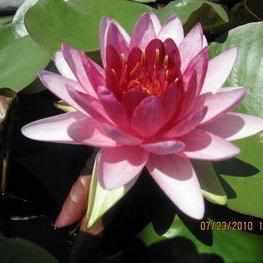 Nymphaea 'Super Red' Hardy Lily (Bare Root) - Play It Koi