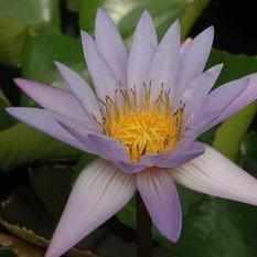 Nymphaea 'Teri Dunn' Tropical Day Blooming Lily (Bare Root) - Play It Koi