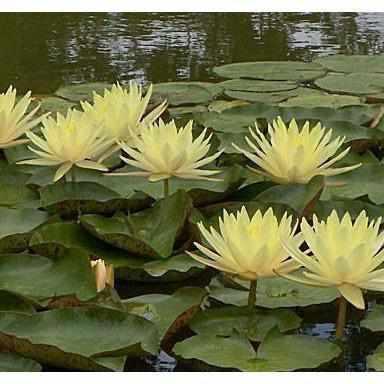 Nymphaea 'Texas Dawn' Yellow Hardy Waterlily (Potted) - Play It Koi
