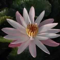 Nymphaea 'Texas Shell Pink' Night Blooming Tropical Lily (Bare Root) - Play It Koi