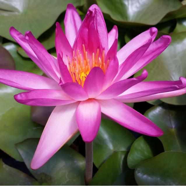 Nymphaea 'Tropic Star' - Hardy Lily (Bare Root) - Play It Koi