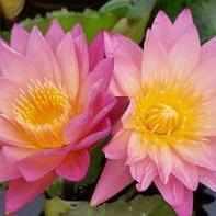 Nymphaea 'Tropic Sunset' Tropical Day Blooming Lily (Bare Root) - Play It Koi