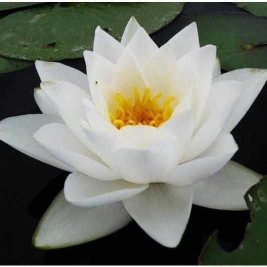 Nymphaea 'Virginalis' White Hardy Lily (Bare Root) - Play It Koi