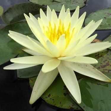 Nymphaea 'Yellow Queen' Medium Hardy Lily (Bare Root) - Play It Koi