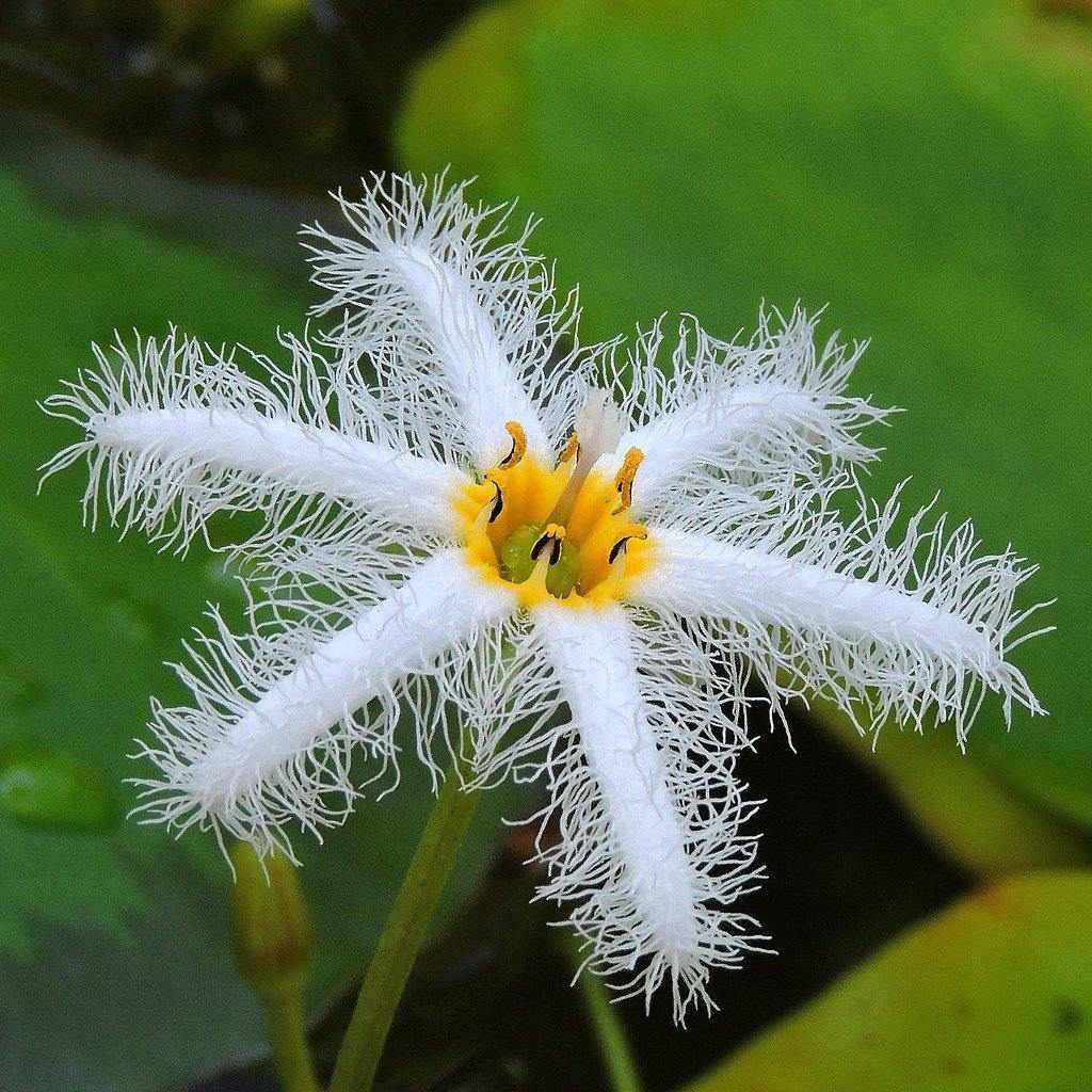 Nymphoides Indica 'Water Snowflake' Lily-like (Bare Root) - Play It Koi