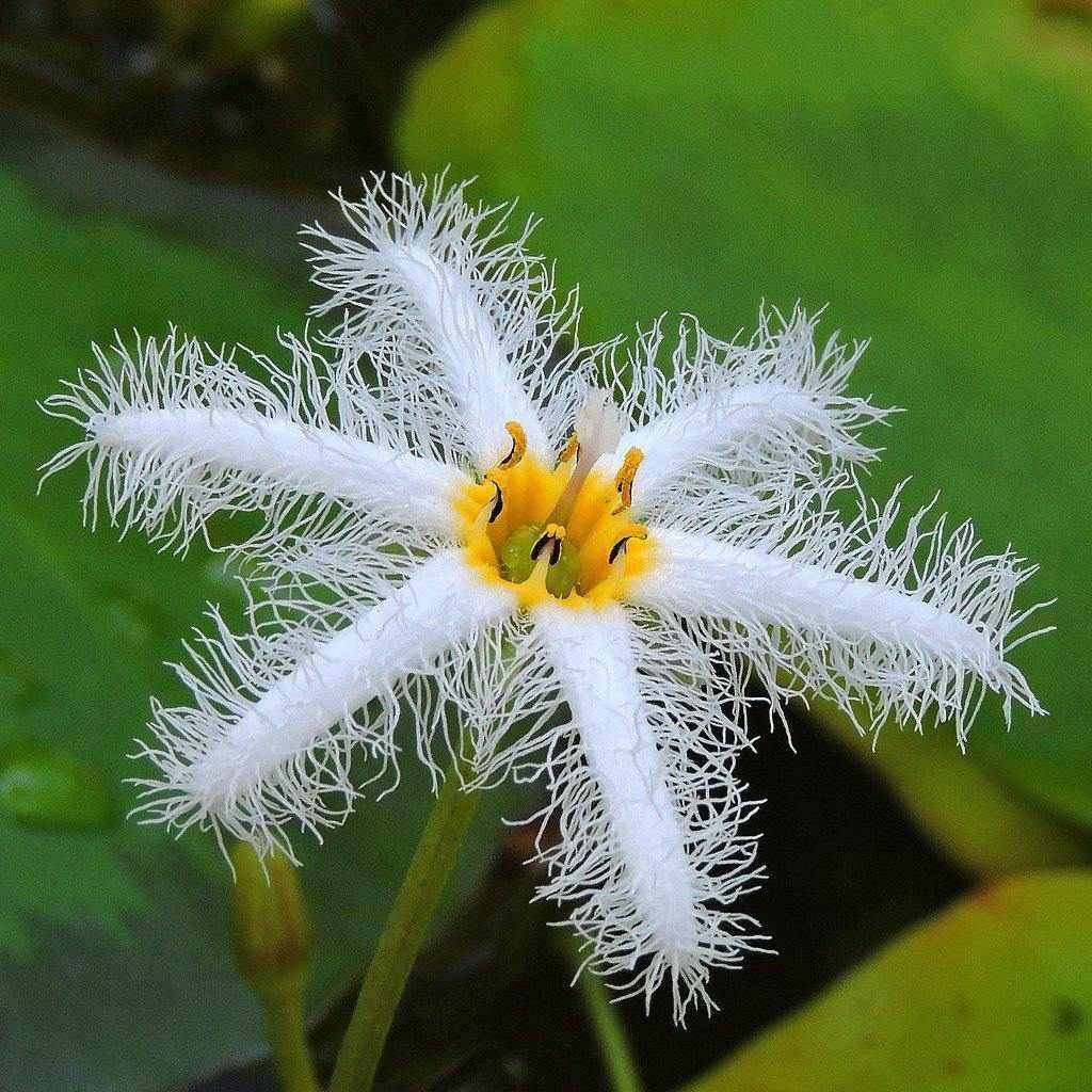 white pond lily Nymphoides Indica 'Water Snowflake' Lily-like (Bare Root)