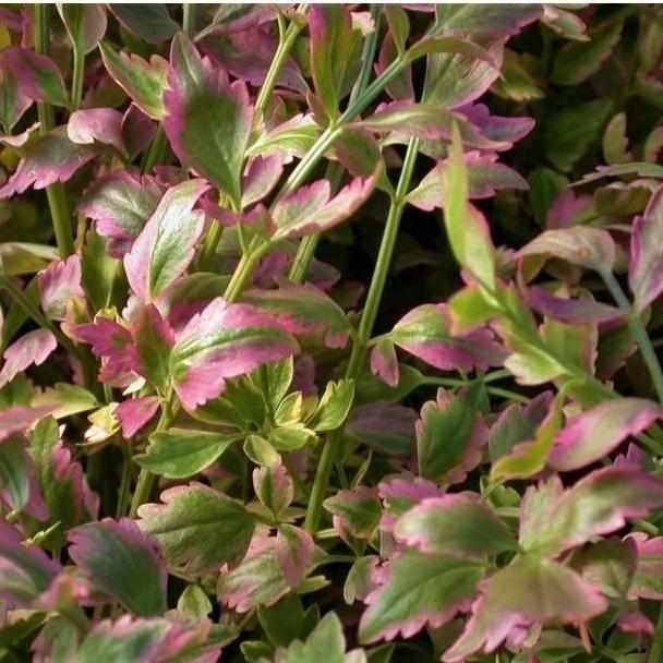 Oenanthe Javanica 'Flamingo' - Variegated Water Celery (Potted) - Play It Koi
