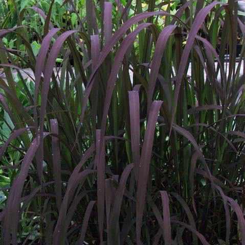 Oryza Sativa 'Dwarf Black Madras' Grass (Bare Root) - Play It Koi