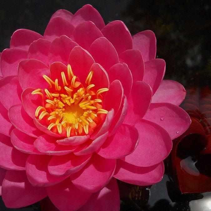 Perry's Fire Opal Hardy Water Lily - Thumbnail 3