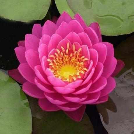 Perry's Fire Opal Hardy Water Lily - Thumbnail 2