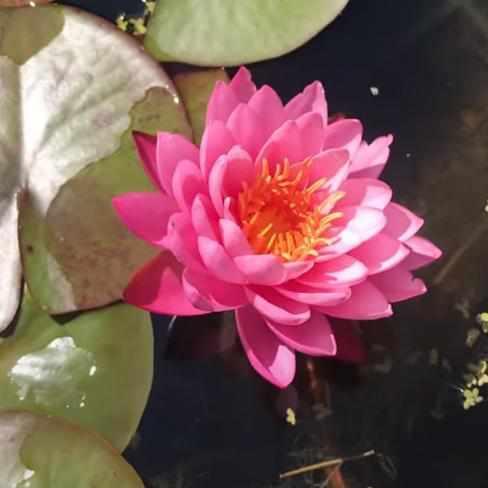 Perry's Fire Opal Hardy Water Lily - Thumbnail 5