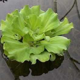 Pistia Stratiotes 'Ruffled' - Ruffled Water Lettuce (Bare Root) - Play It Koi