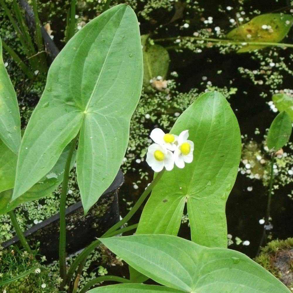 Sagittaria latifolia - Arrowhead (Bare Root) - Play It Koi