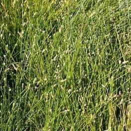 Scirpus Cernuus - Fiber Optics Rush (Bare Root)