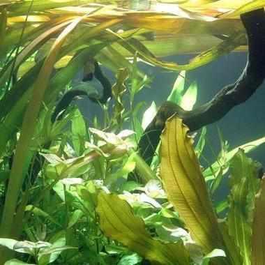 Vallisneria Gigantea - Giant Vallisneria (Potted) - Play It Koi
